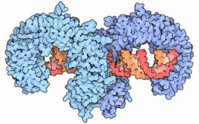 Toll-like receptors are part of the innate immune system, and their role is to recognise invading bacteria and fungi.