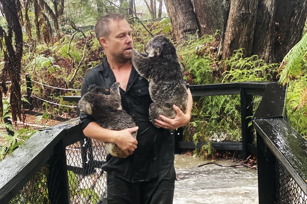 A staff member at the Australian Reptile Park in Somersby, 50km north of Sydney, carrying koalas during a flash flood.