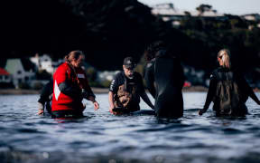 Rescuers and volunteers keep watch over a stranded baby orca at Plimmerton, Wellington.