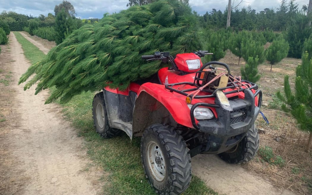 Christmas tree farm