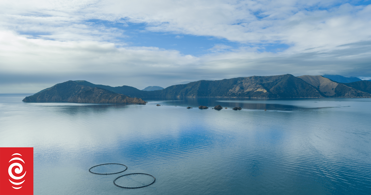 New Zealand King Salmon falls to loss