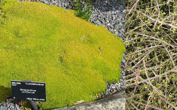 Cushion plant and divaricating shrub