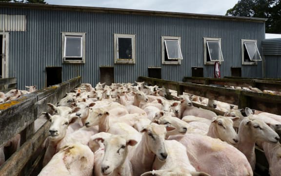Freshly shorn sheep at George Tatham's farm.