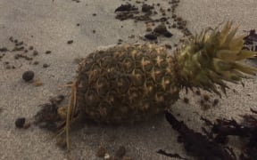About a dozen pineapples washed up on Papamoa beach yesterday.