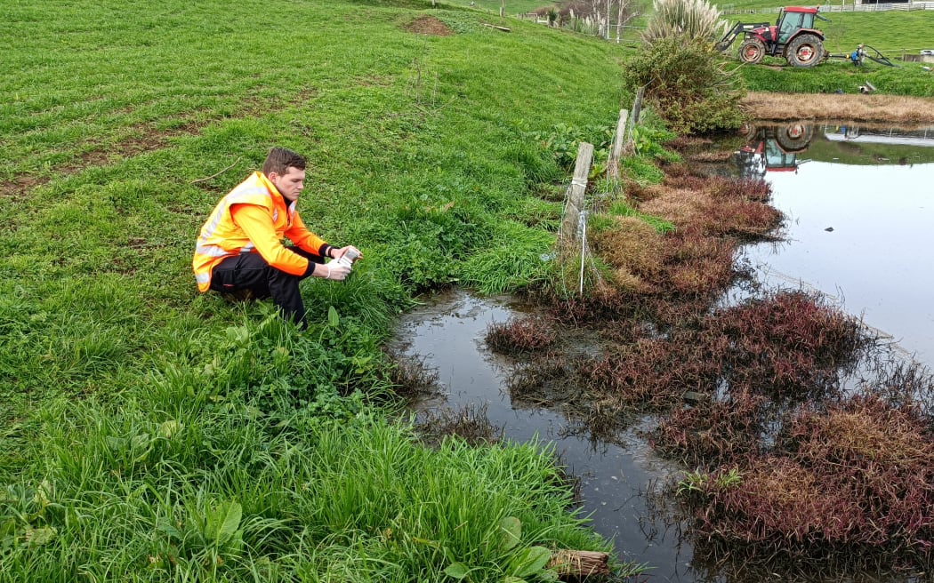 Council officer sampling from a effluent storage pond.