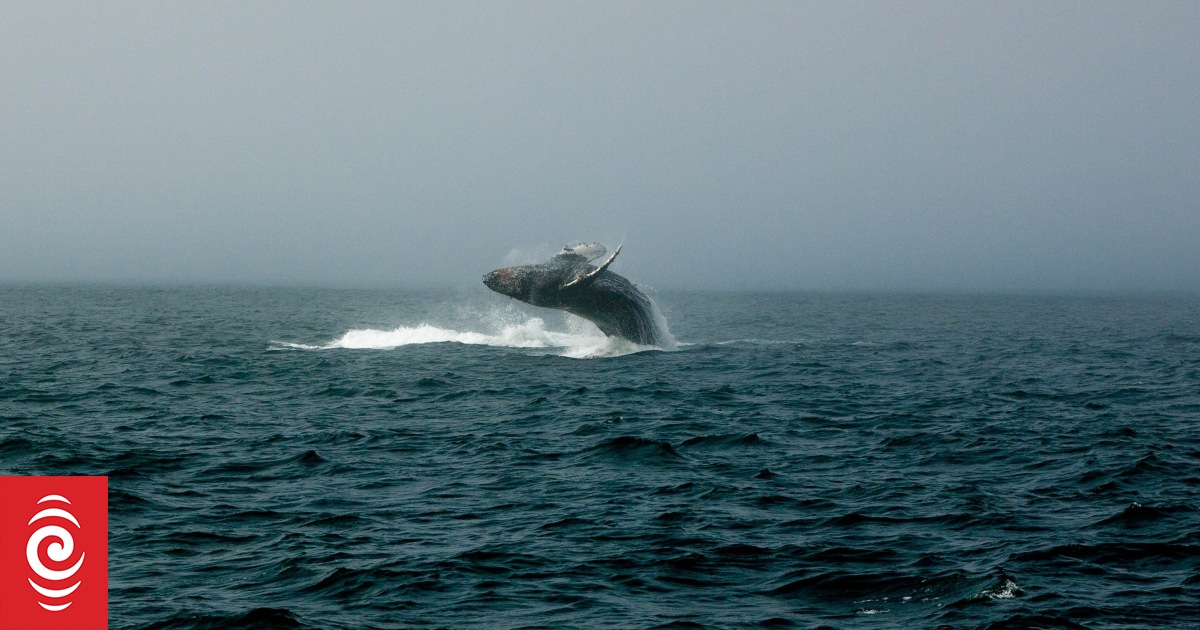 Experts say Australian east coast humpback population has reached record numbers, as tourism booms - Vimarsana News