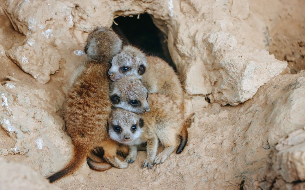 Auckland Zoo's meerkat Adia has had a litter of four pups.