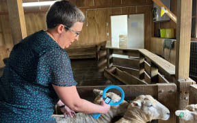 Dr Sarah-Jane Guild shows how the brain fluid sensor works on sheep