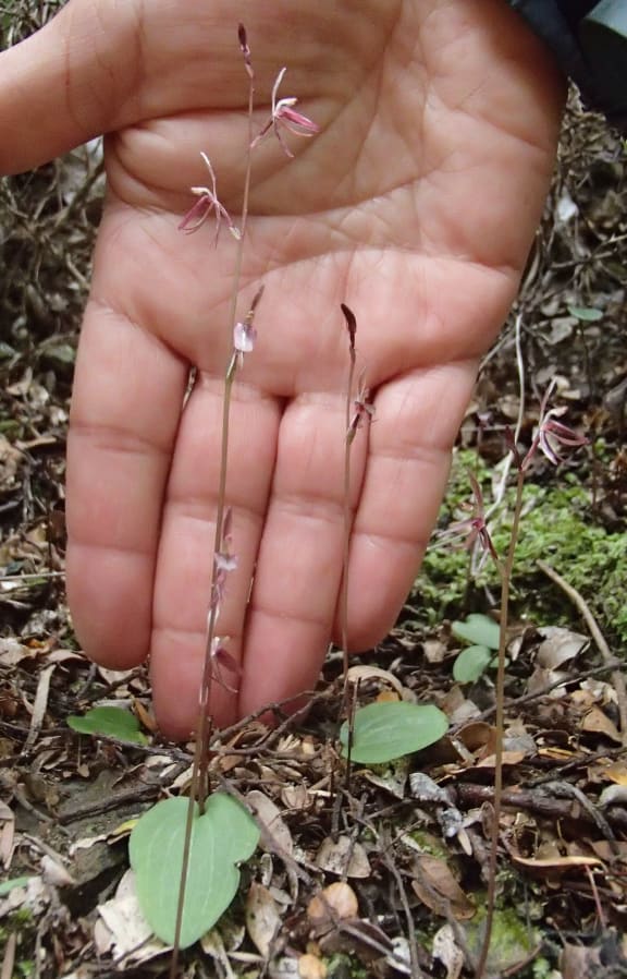 The gnat orchid (Crytostylis).