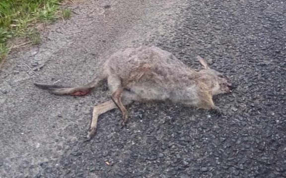 The discovery of a dead wallaby at Kawakawa’s Three Bridges, next to State Highway 1 in Northland, set alarm bells ringing