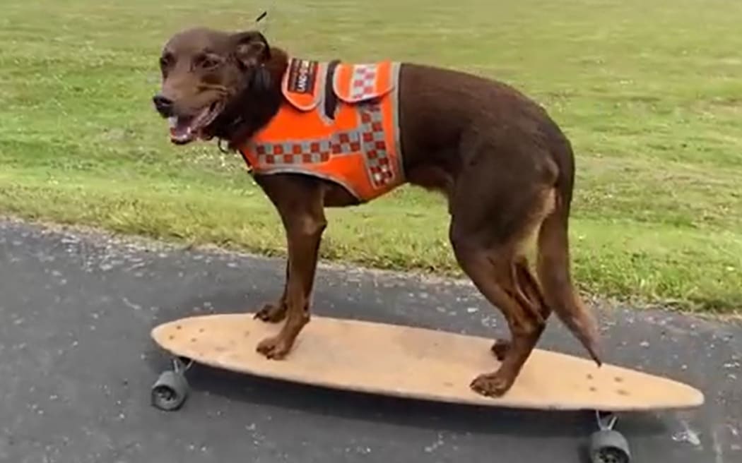 Learning to skateboard is all part of kelpie Red's LandSAR training.