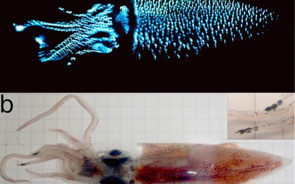 The Japanese firefly squid