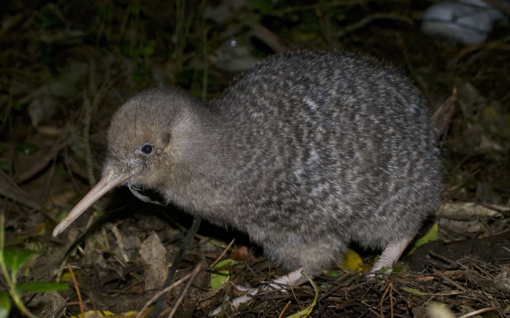 Little Spotted Kiwi