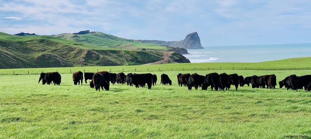 Castlepoint Station.