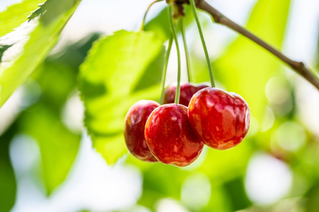 Cherries on tree.