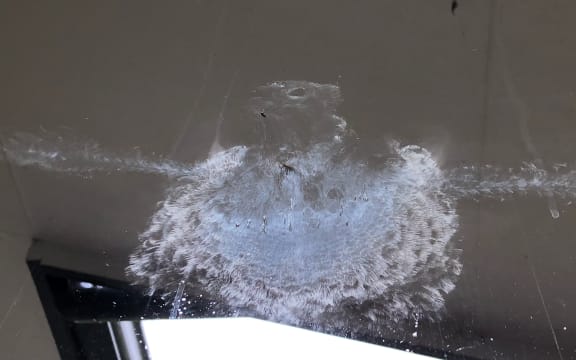An imprint left behind after a Kererū flew into a window.