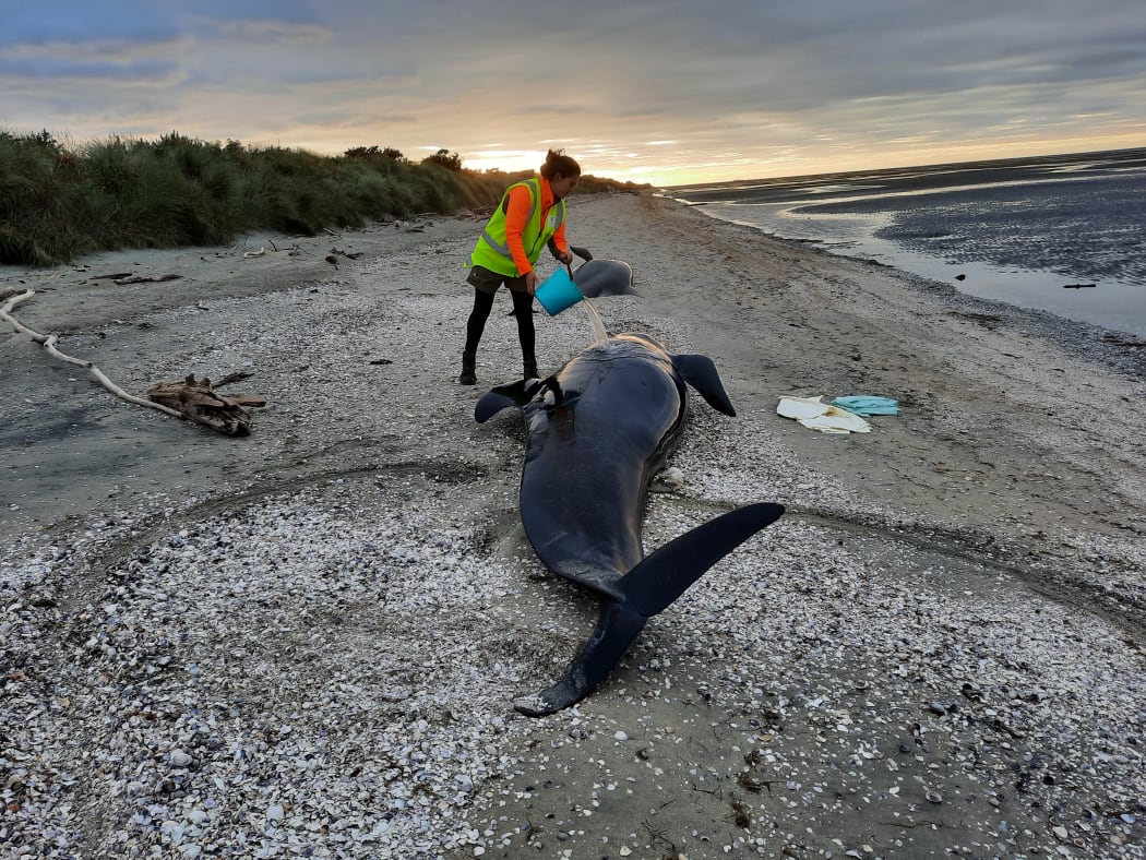 DOC ranger Ellie Kerrisk with some of the pilot whales stranded on Farewell Spit.