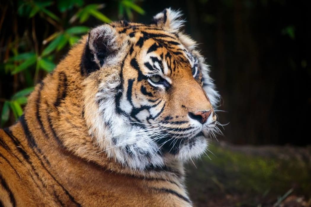 Sumatran tiger Molek has been put down at Auckland Zoo.