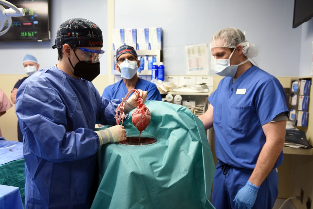 Doctors perform the heart transplant using a genetically-modified pig's heart