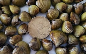 Gold clams from Waikato River.