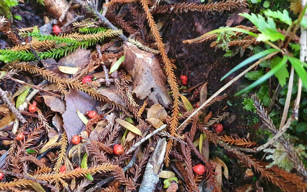 Rimu fruit and leaves on a bed of leaf litter