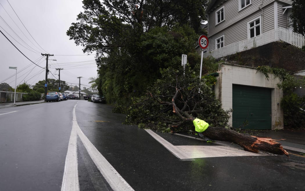 Weather- tree down Plunket St Wellington