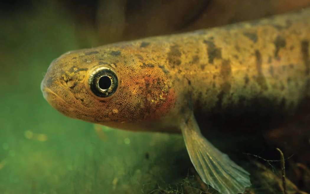 the Gollum galaxias fish
