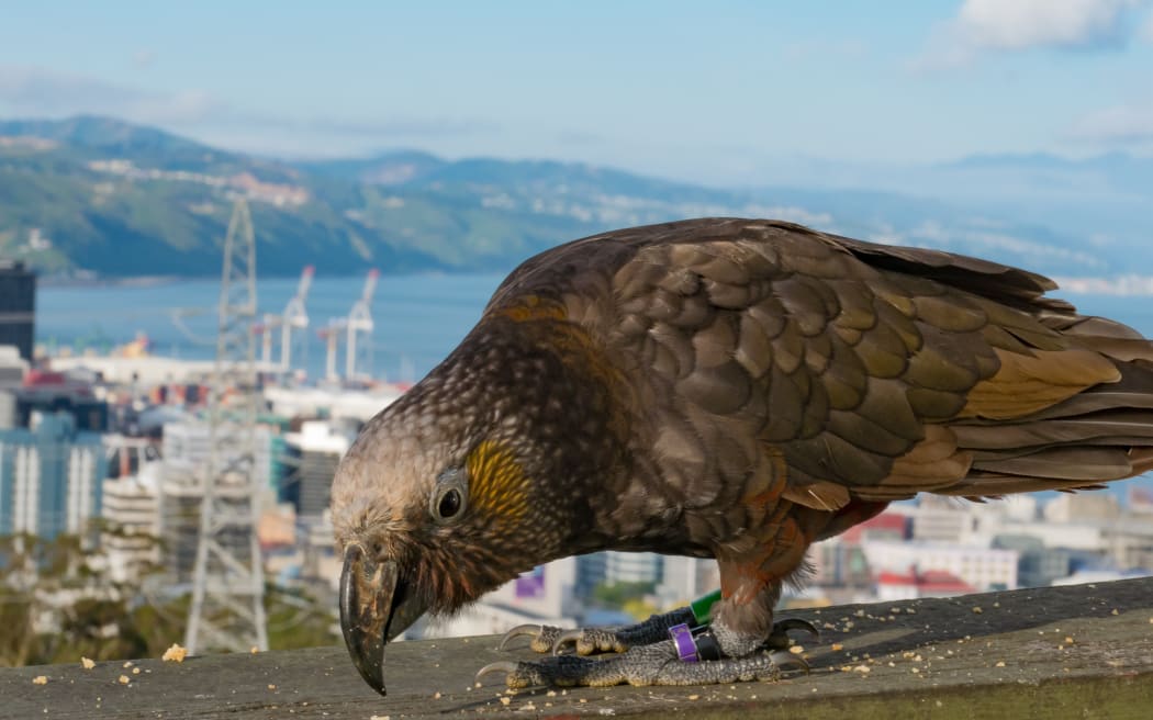 A large brown parrot sits on a railing covered with crumbs with Wellington city buildings in the background.