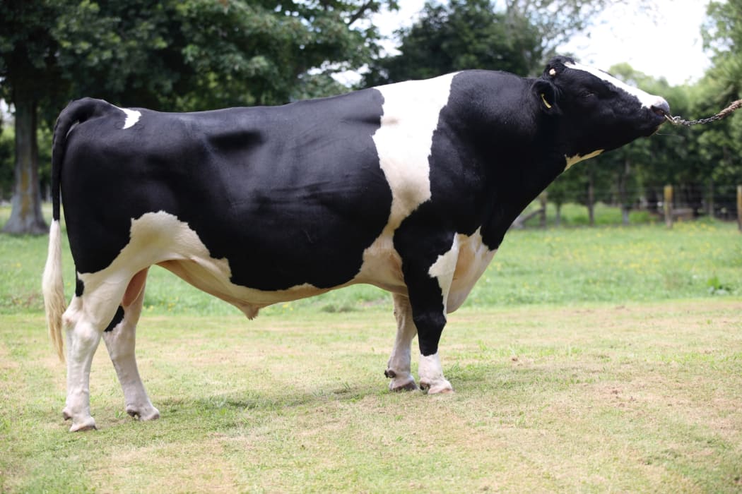 Mint-Edition, the prize-winning bull.