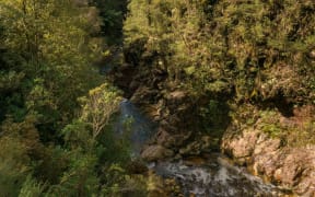 The Wharekirauponga bush in the Coromandel where OceanaGold is planning an underground tunnel to mine gold.