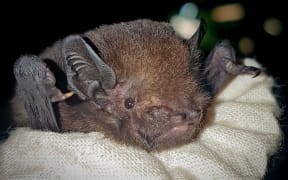 Long tailed bat at Waitakere Ranges.