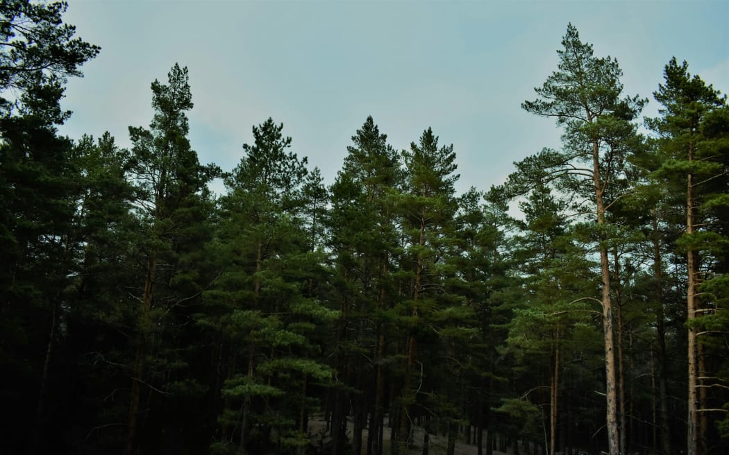 Pine trees