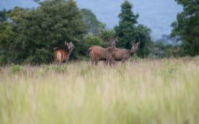 Deer