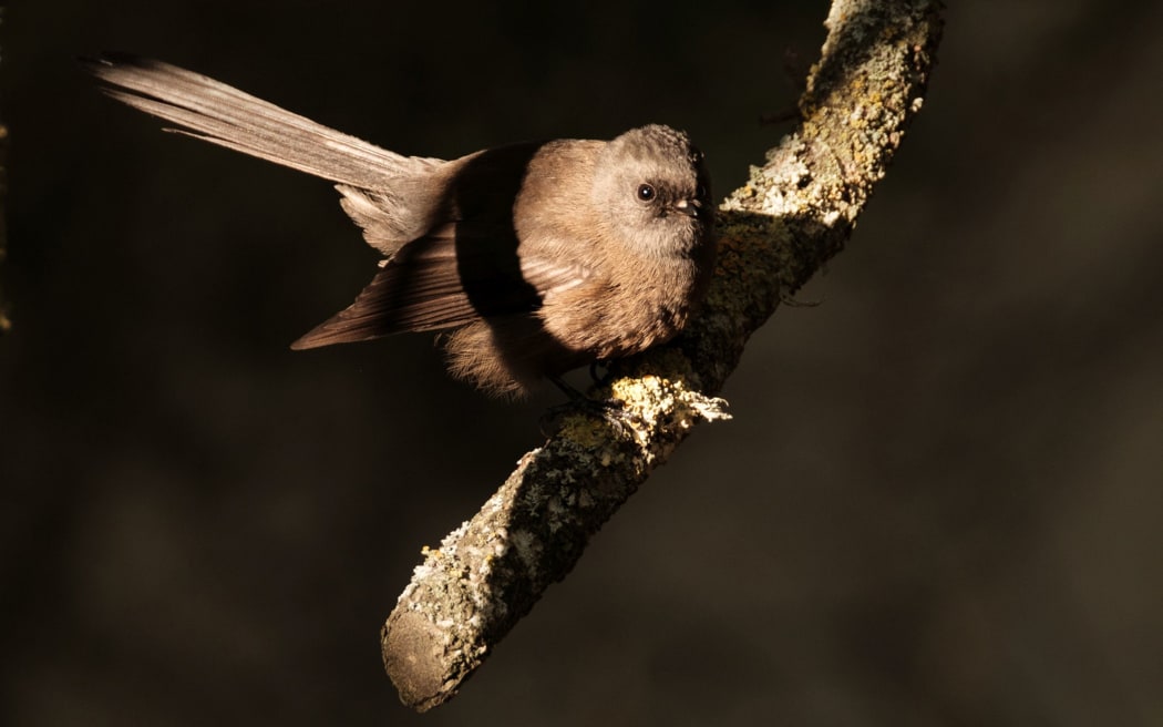 A young piwakawaka perched on a branch searches for food.