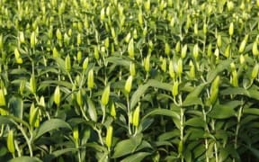 Crops