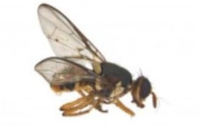 Facialis fruit fly