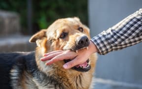 A male German shepherd bites a man by the hand.