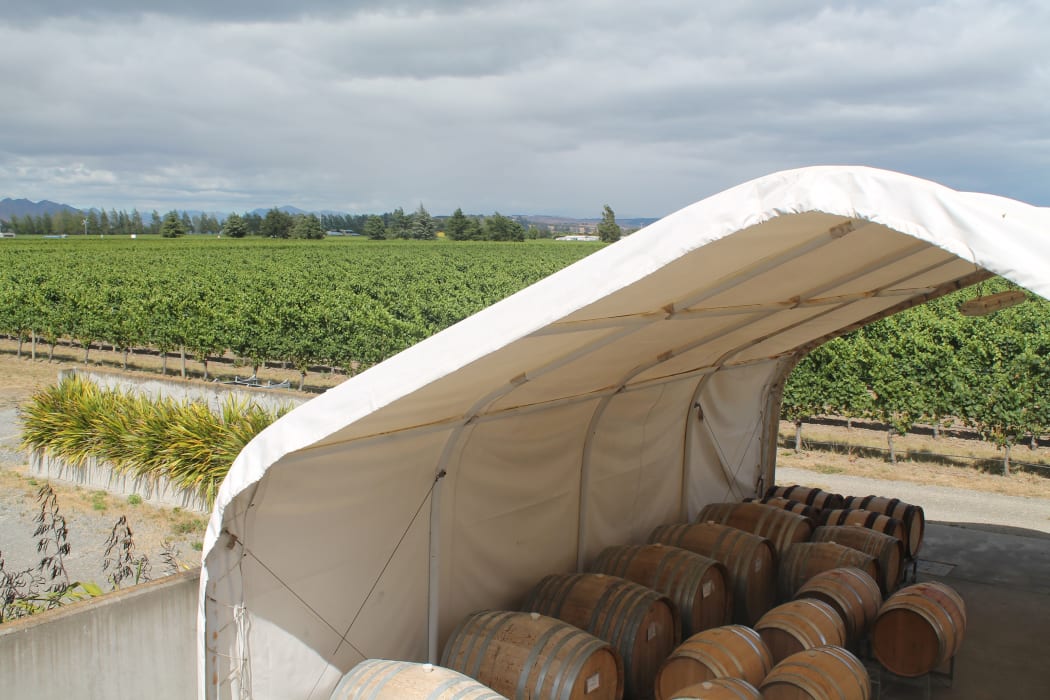 Te Whare Ra vineyard ready for harvest
