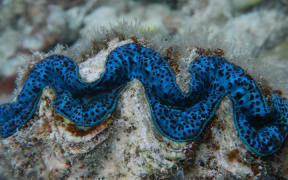 Giant clam