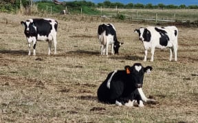 Drought on a farm in South Taranaki, March 2025.
