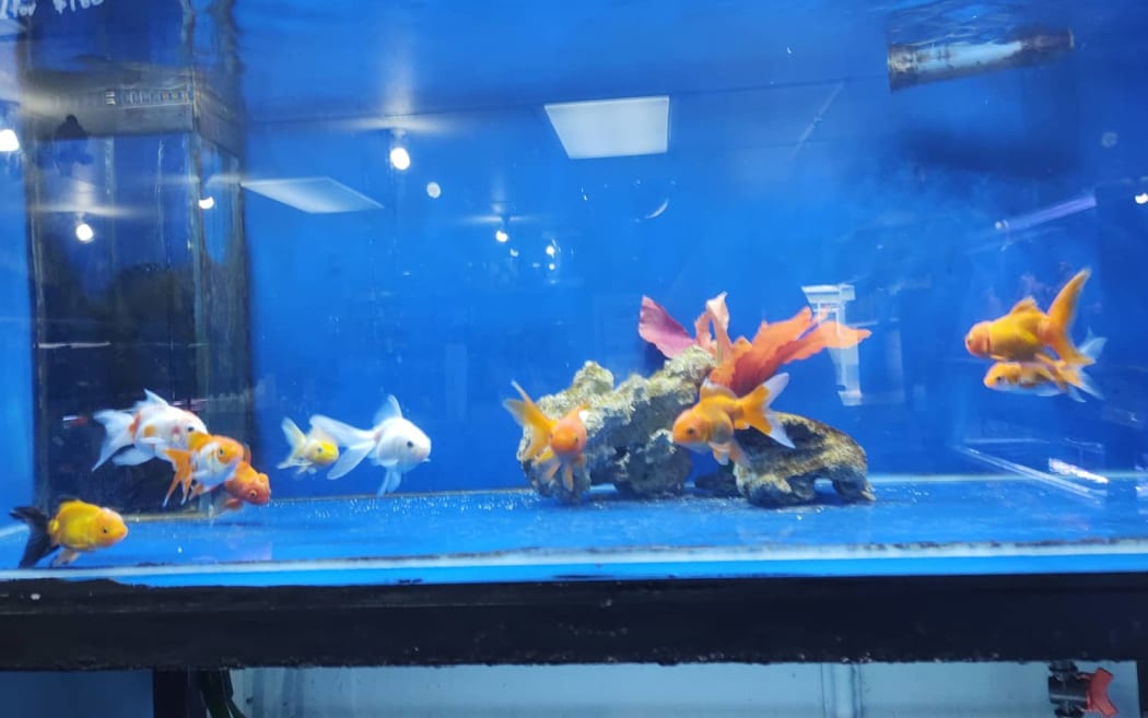 Several large goldfish in a blue tank.