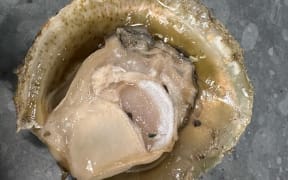 Bluff Oyster