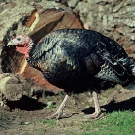 Photo for Wild Turkey