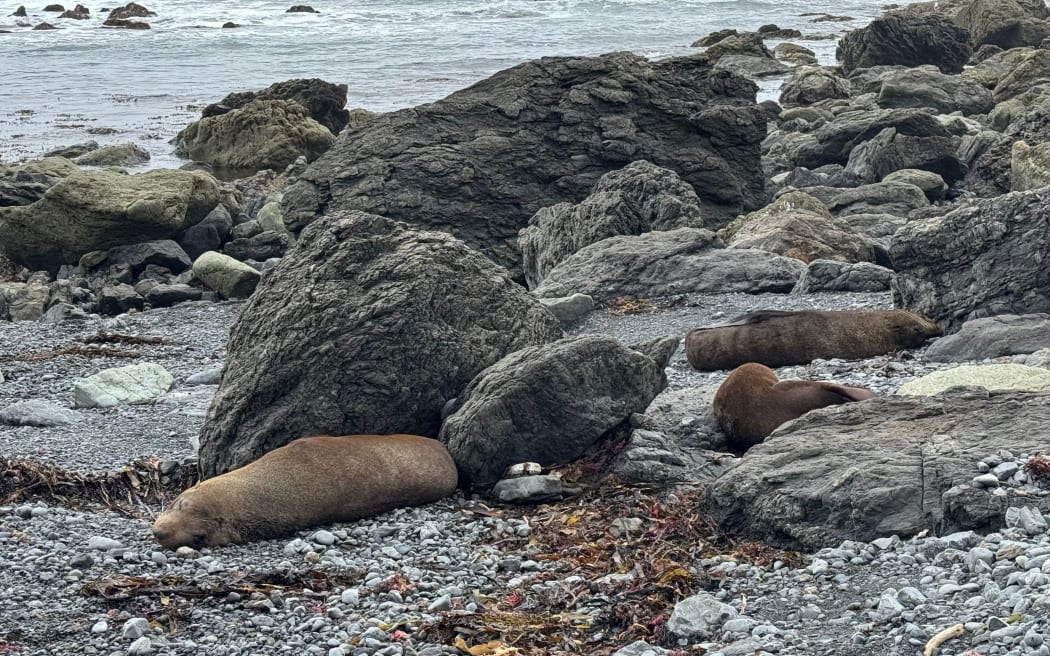 Seals bask on the rocks near the end of Cape Palliser Rd. PHOTO/SUE TEODORO