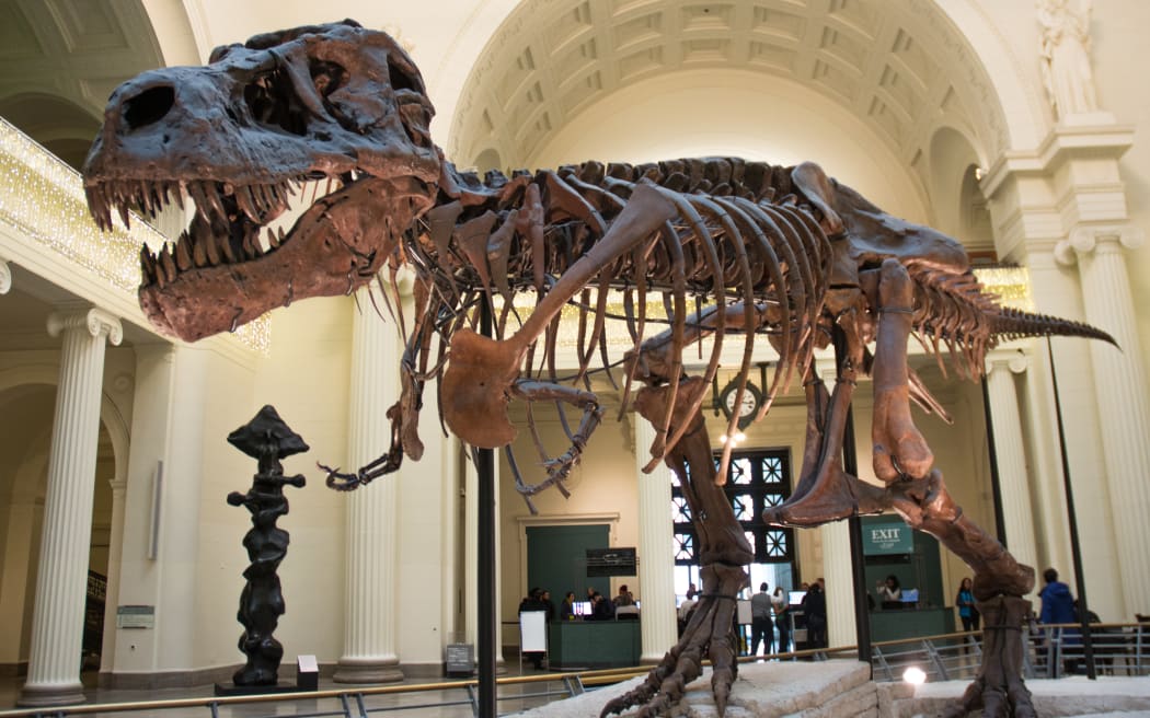 Tyrannosaurus rex bones.