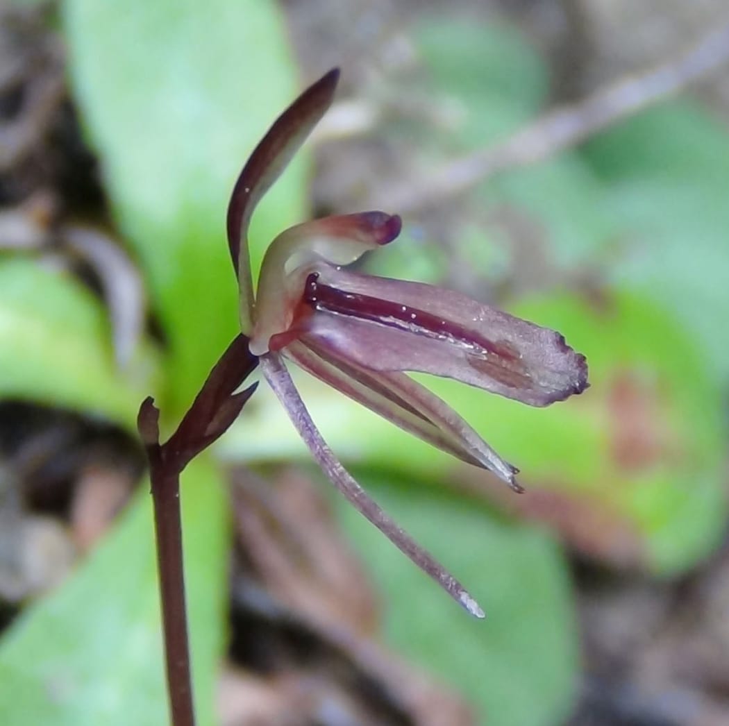 Gnat orchid