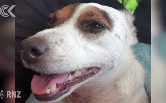 Hawke's Bay man loses best friend, dog suspected stolen
