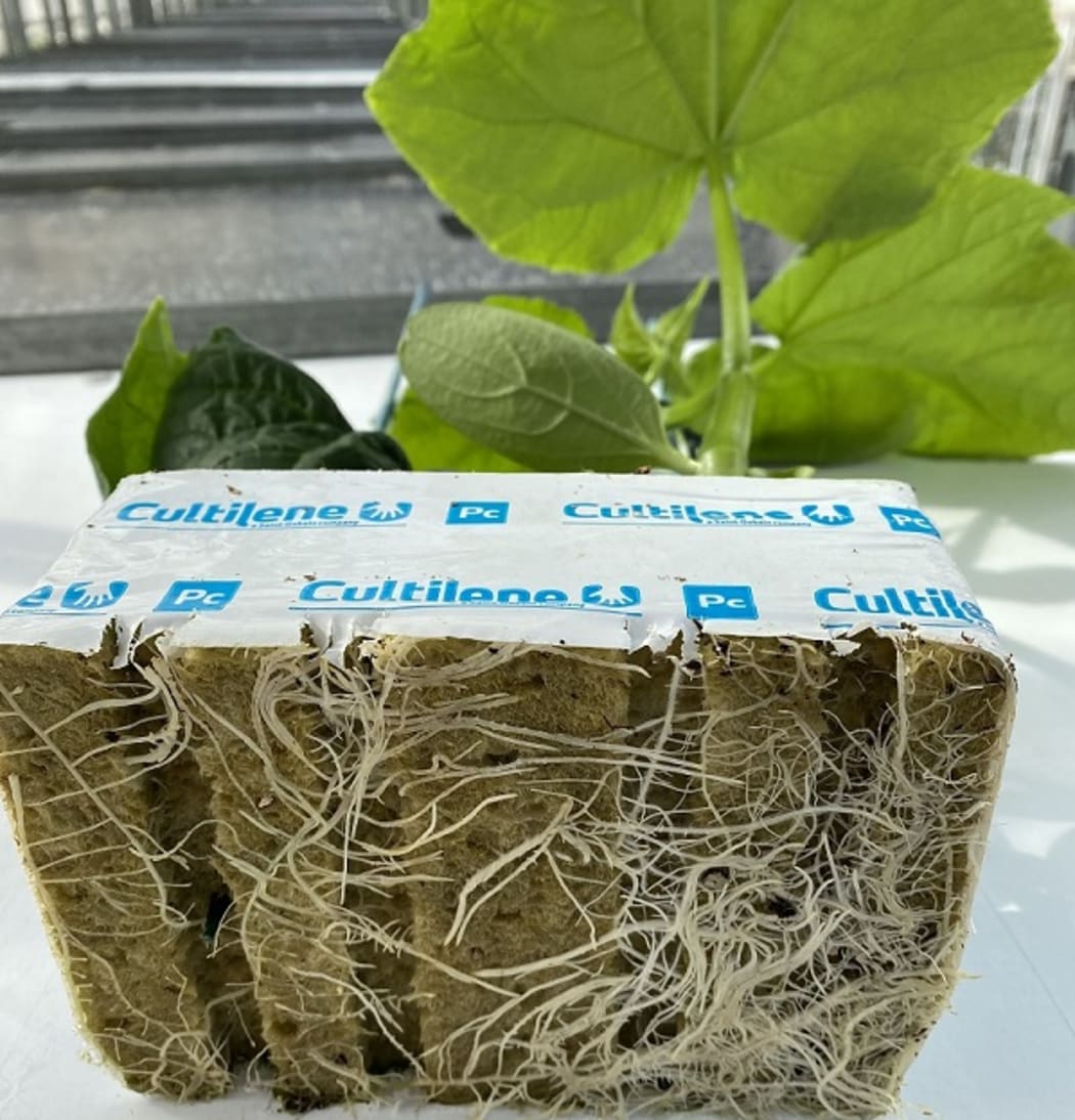 The third photo shows the roots of an affected plant (left) compared to a healthy one on the right.