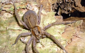 Rangatira spider