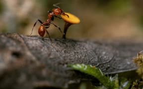 striated ant
